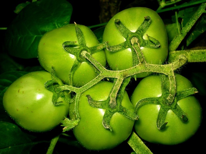 Рецепт заготовки консервированных зеленых помидоров