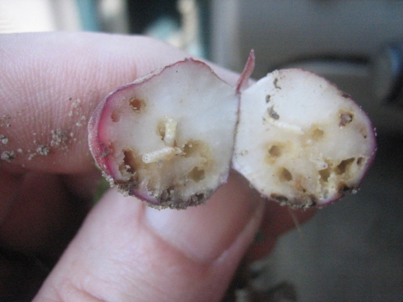 Личинки белянки могут полностью уничтожить урожай редиса