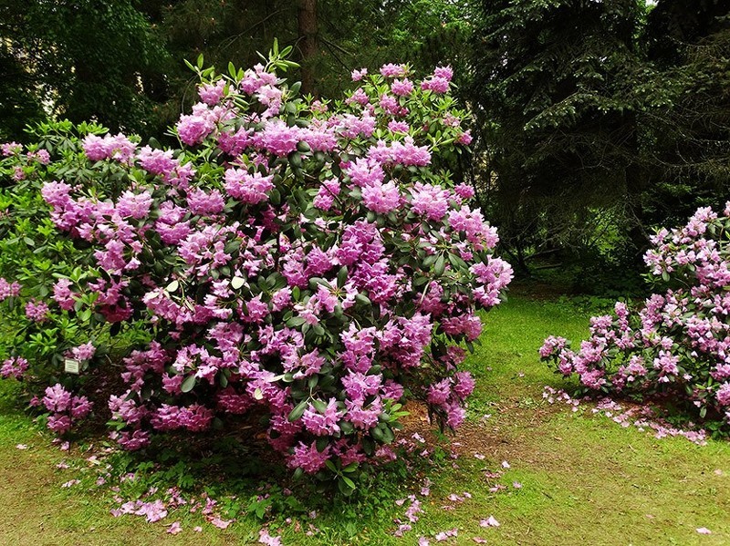 Рододендрон Катевбинский - декоративный красивоцветущий кустарник с нежными розовыми цветками