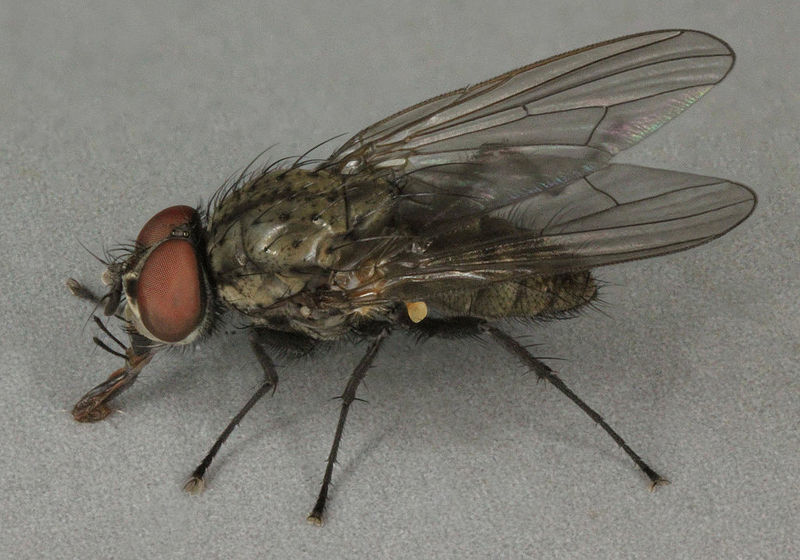 Ростковая муха вредит бобовым на всех стадиях развития
