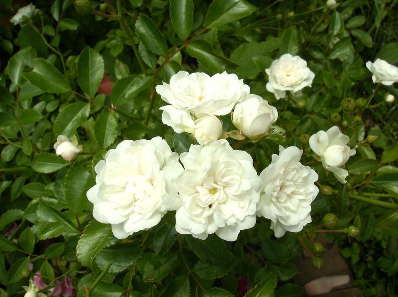 Белая роза сорта Айсберг с миниатюрными цветками