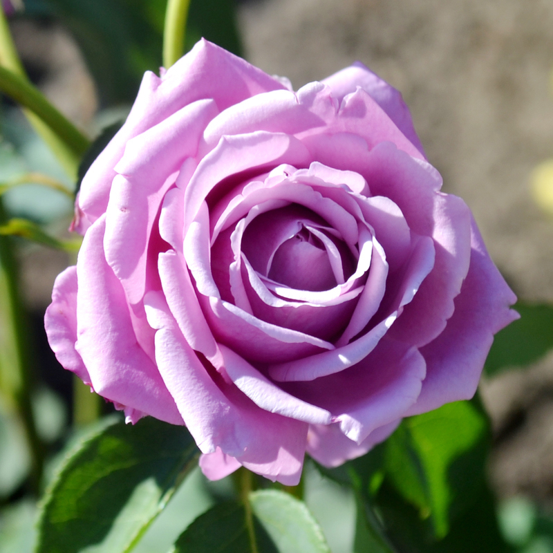 Уникальность розы Блю Парфюм в изменении цвета