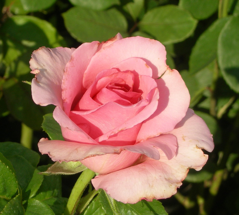 Роза чайно-гибридная сорта Фламинго нежно-розового цвета