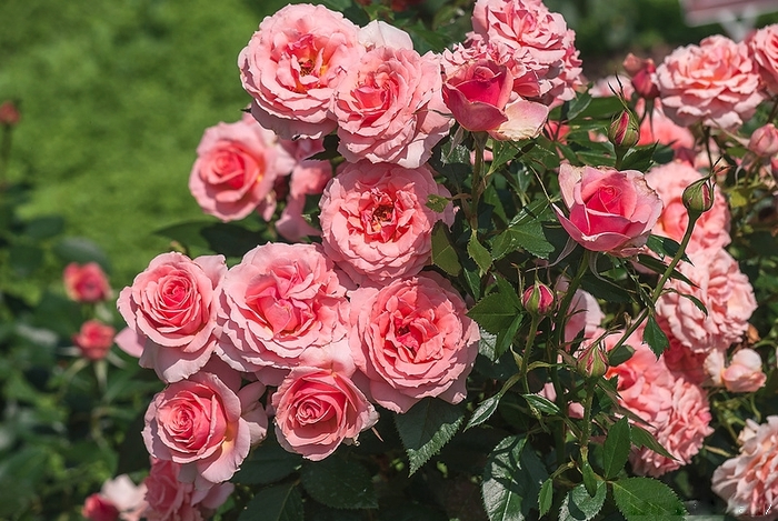 Роза флорибунда сорта Поэзия
