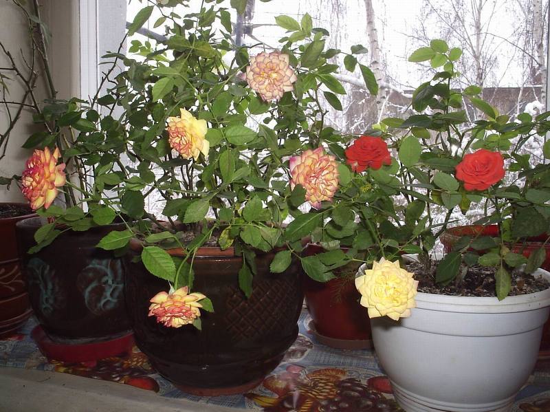 Роза комнатная уход в домашних условиях фото, условия выращивания