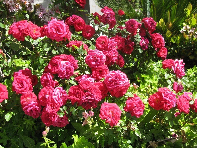 Пышное цветение роз после омолаживания