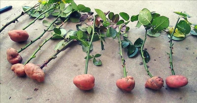 Подготовка розы в картошке для высаживания
