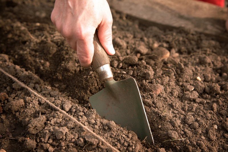 Рыхление почвы в малиннике позволяет обеспечить корни кустов необходимым кислородом