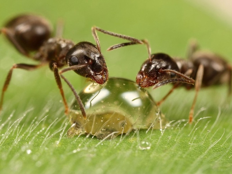 Обычный сахарный сироп - лучшая приманка для муравьев