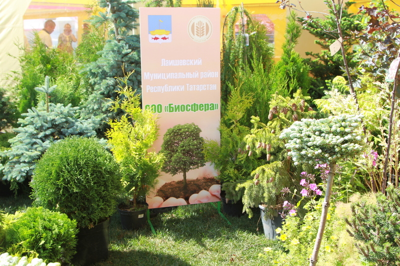 Саженцы декоративных растений на выставке в Казани