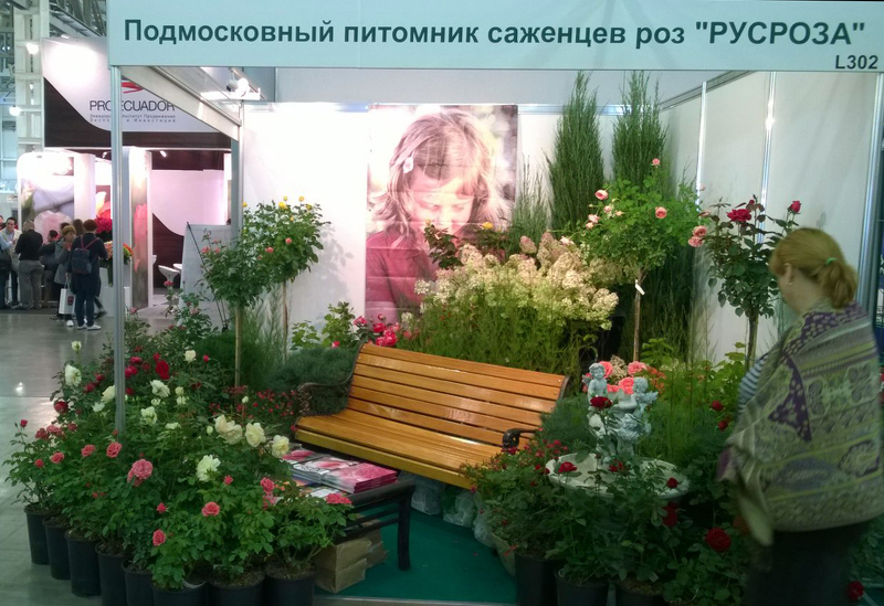 Саженцы роз на садоводческой выставке Сибири