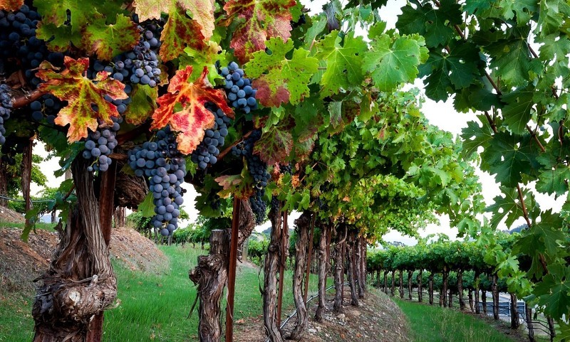 Уход за виноградом в октябре: полив, укрытие