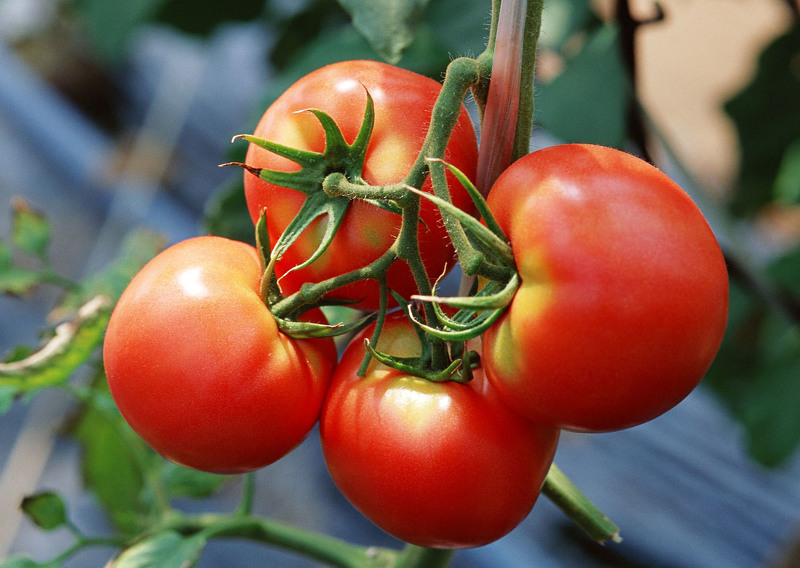 Секреты выращивания помидоров в открытом грунте