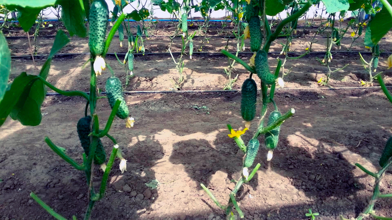 Выращивание огурцов в открытом грунте