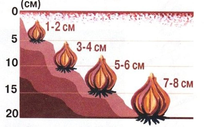 Схема: глубина посадки от размера луковиц тюльпанов