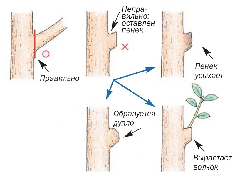 Схема обрезки деревьев: На кольцо 