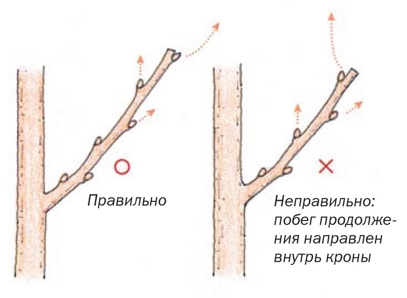 Схема обрезки: определяем место среза ветки