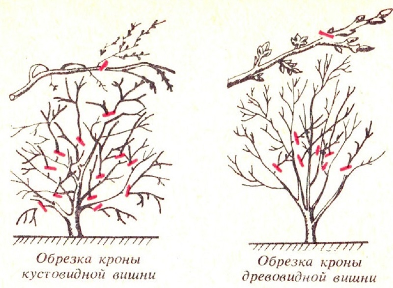 Схема обрезки кустовой и древовидной вишни осенью