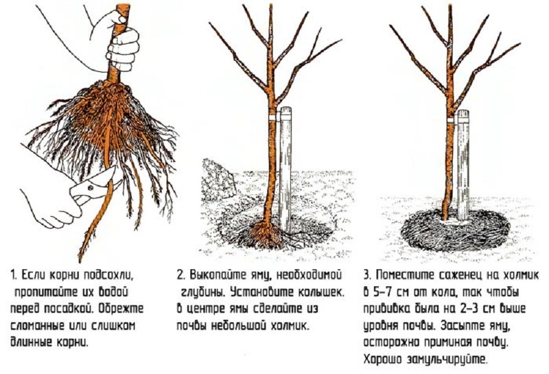 Схема посадки плодовых деревьев