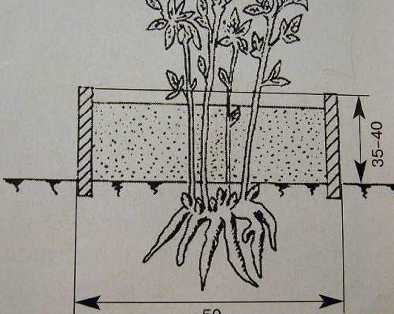 Схема размножения пиона вертикальными отводками