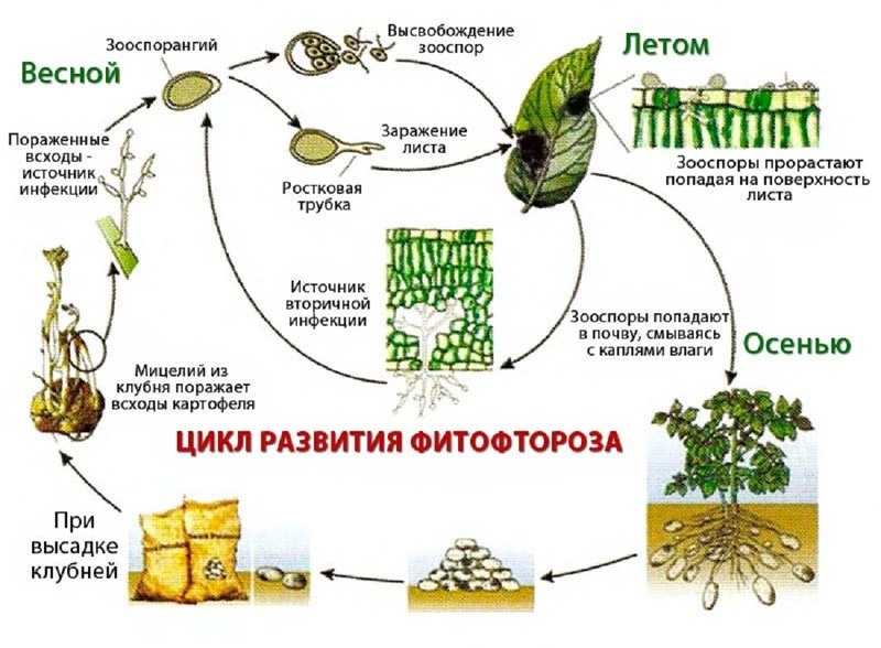 Цикл развития фитофтороза на картофеле