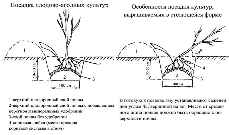 Схемы посадки ягодных кустарников