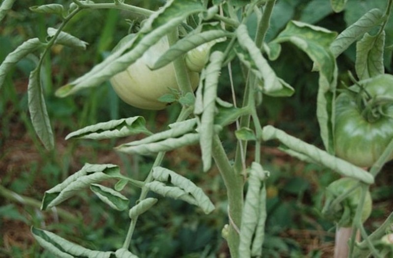 Скручивание листьев у томатов при нехватке магния