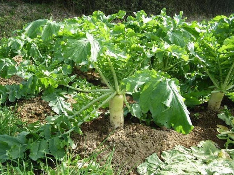 Сроки посадки дайкона в открытый грунт важны для получения крупного урожая
