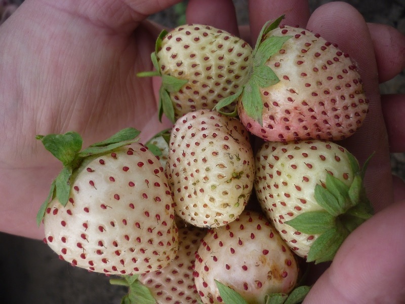Сорт Белый швед - клубника с белыми сахарными ягодами