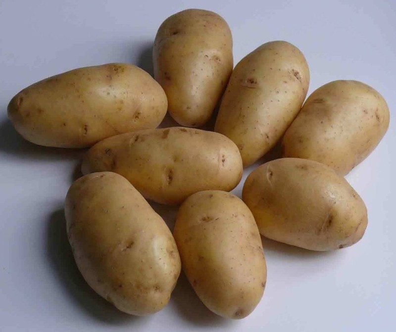 Сорт картошки Импала - ранний