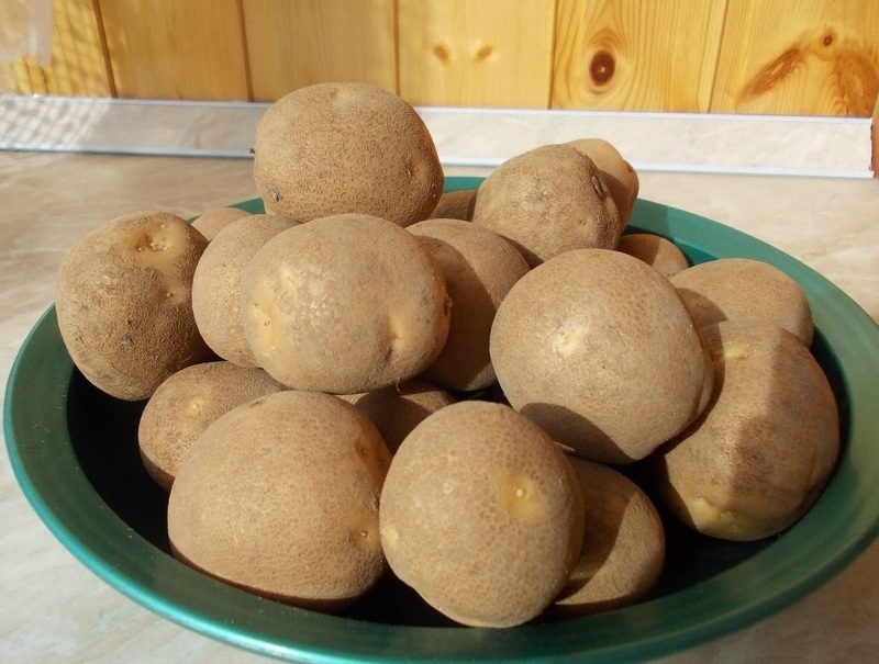 Сорт картошки Киви для Подмосковья