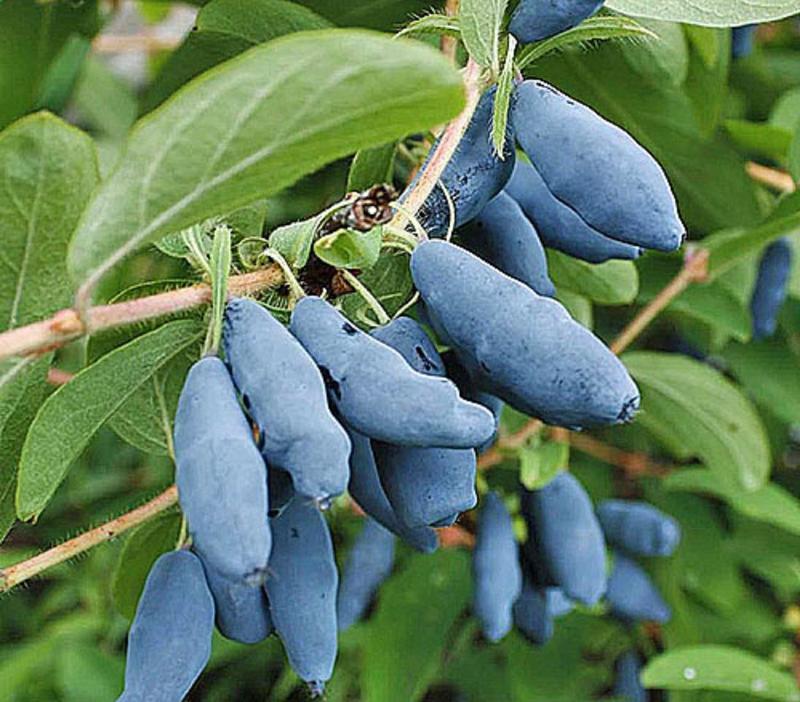 Сорт Синяя Птица дает плоды со вкусом и ароматом черники