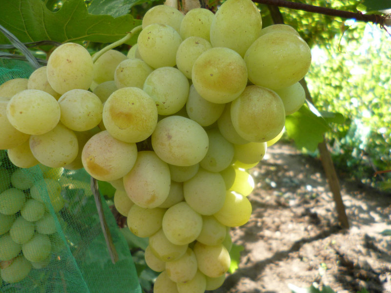 Сорт винограда Талисман или Кеша 1, фото