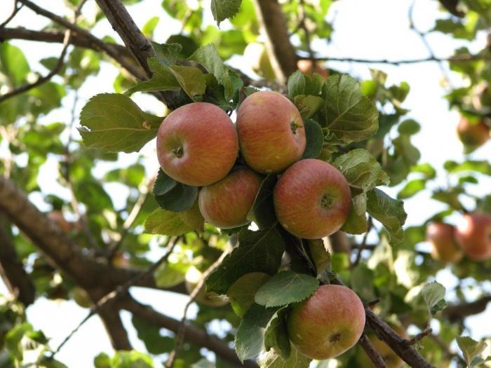 Летние сорта яблони для Подмосковья, Медуница