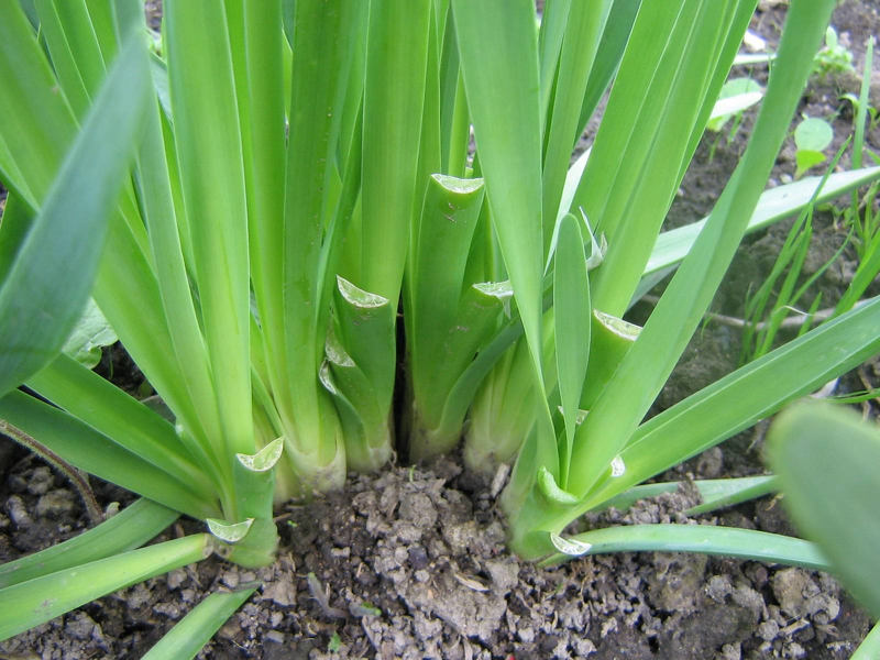 Лук Слизун выращивают для получения ранней зелени в марте