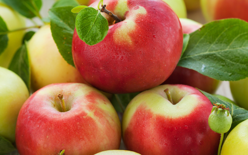 Лучшие сорта яблонь для Подмосковья: летние, зимние, осенние. Описание ифото