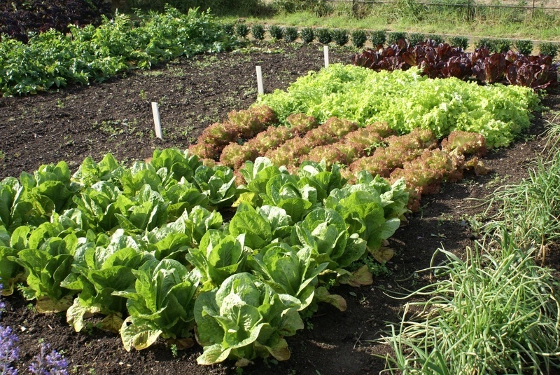 Лук и салат благоприятно влияют на рост белокачанной капусты