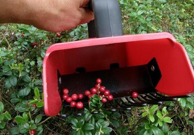 Лайфхак для любителей ягод: как собрать бруснику и сохранить целебные свойства
