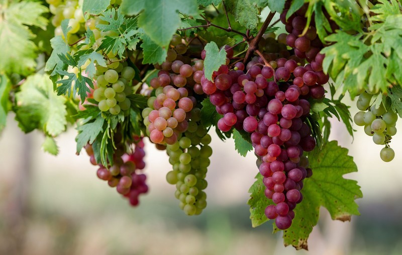 Выращивание винограда в Подмосковье - урожай