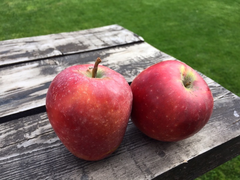 Спелые плоды яблони Старкримсон