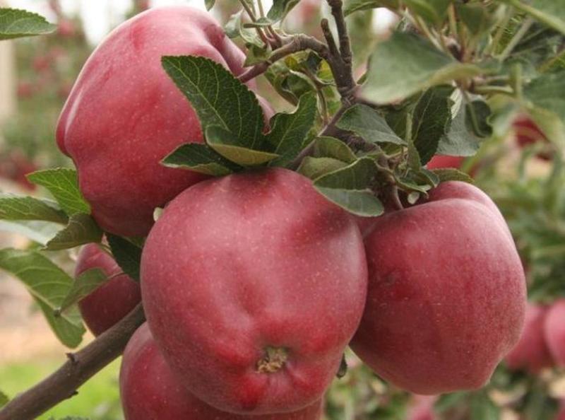 Старкримсон - высокоурожайный сорт яблок с отличными вкусовыми качествами