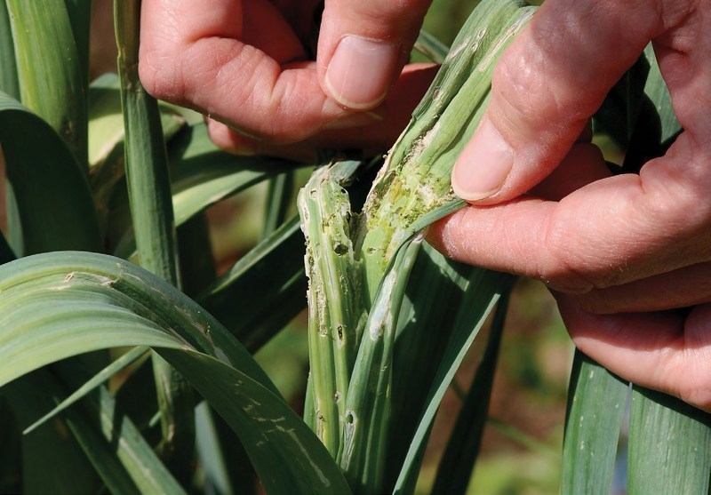 Стеблевая нематода чеснока может стать причиной гибели урожая луковичных