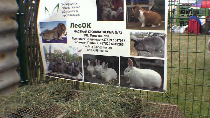 Стенд участников из Белоруссии на Всероссийской выставке мелкого животноводства  