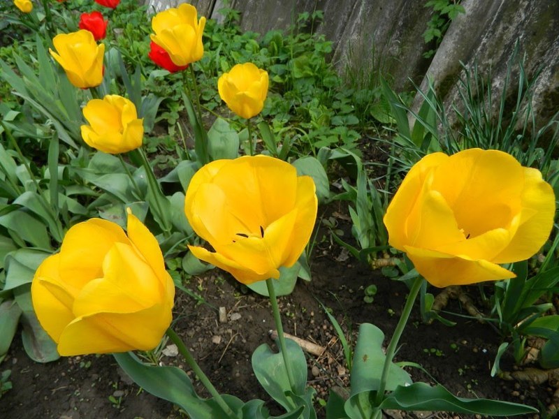 Нежные тюльпаны великолепно подходят для создания моноклумб