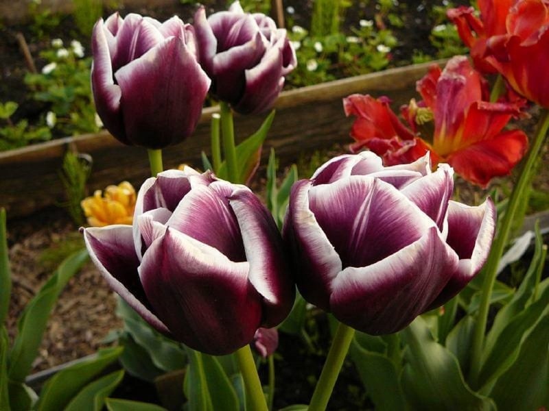 Тюльпаны - выращивание в открытом грунте