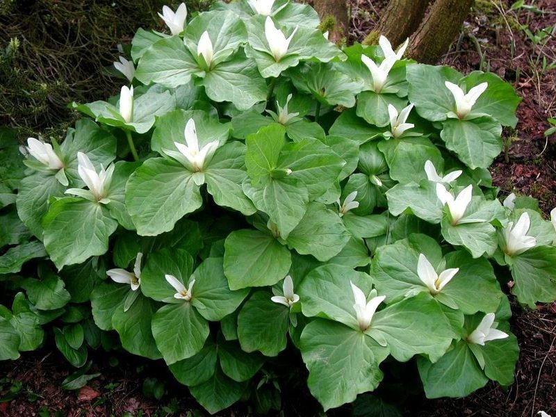 Трилиум - красивое крупнолистное растение с нежными цветами