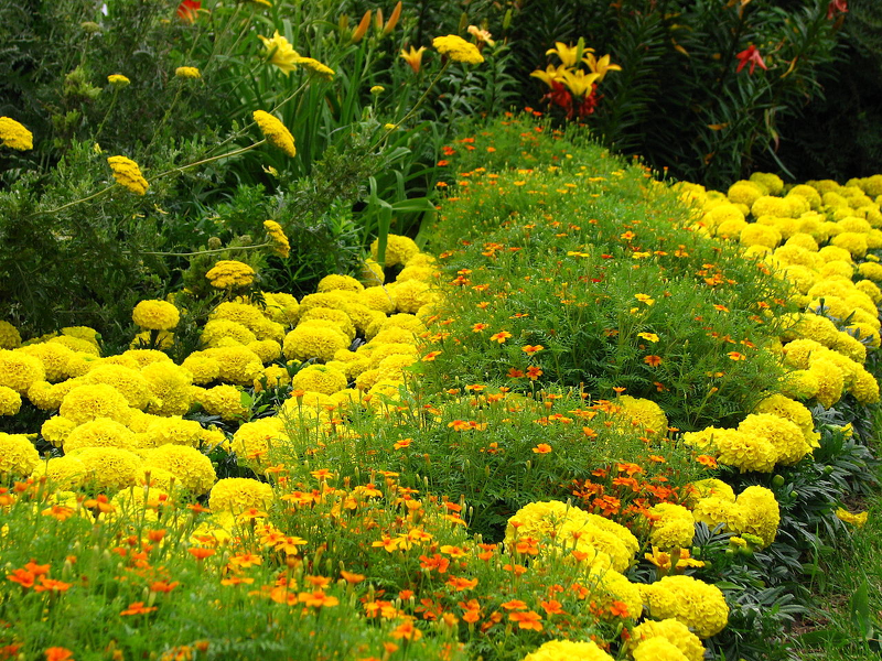 Тысячелистник в саду рекомендуется выращивать на хорошо освещенной, незаболачиваемой местности