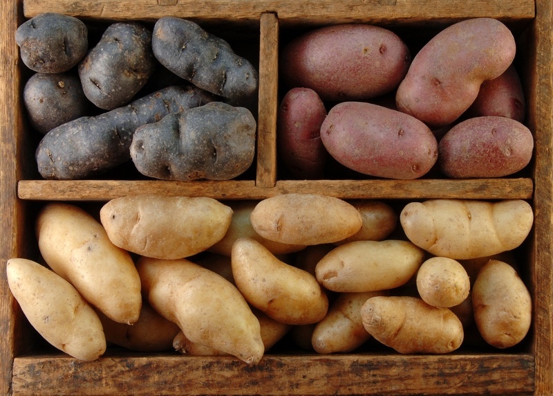 Уборка картофеля и его правильное хранение