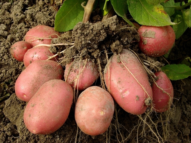 Уборка картофеля сроки созревания клубней
