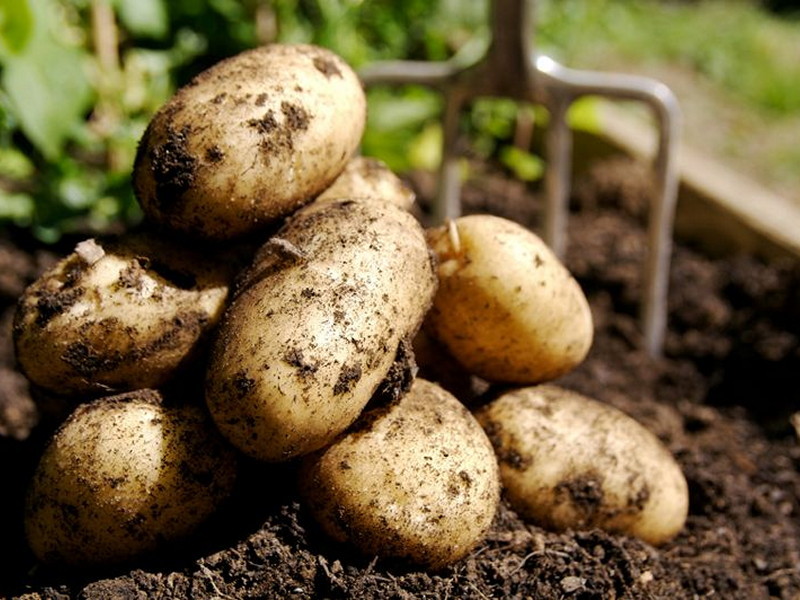 Уборка картофеля мотоблоком: когда начать сбор урожая, как хранить